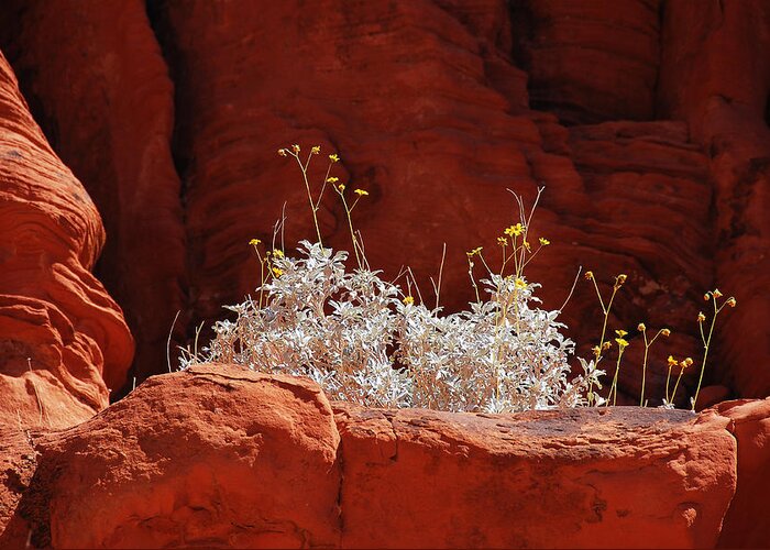 Darin Volpe Nature Greeting Card featuring the photograph Signs of Life - Valley of Fire State Park by Darin Volpe