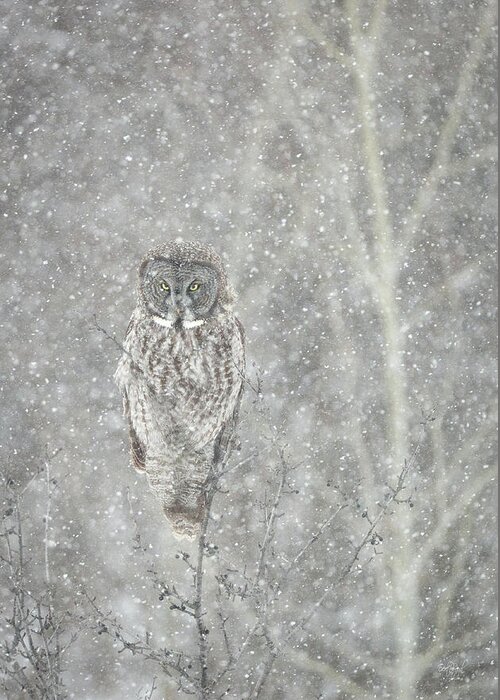 Owl Greeting Card featuring the photograph Silent Snowfall Portrait II by Everet Regal