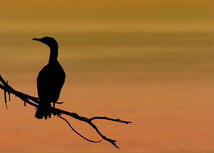 Cormorant Greeting Card featuring the photograph Silhouette Cormorant by Sebastian Musial
