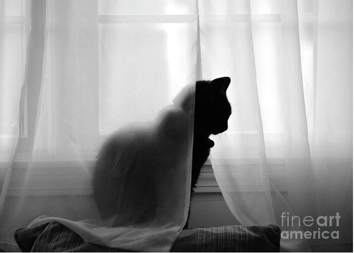 Black Cat Greeting Card featuring the digital art Silhouette by Dianne Morgado