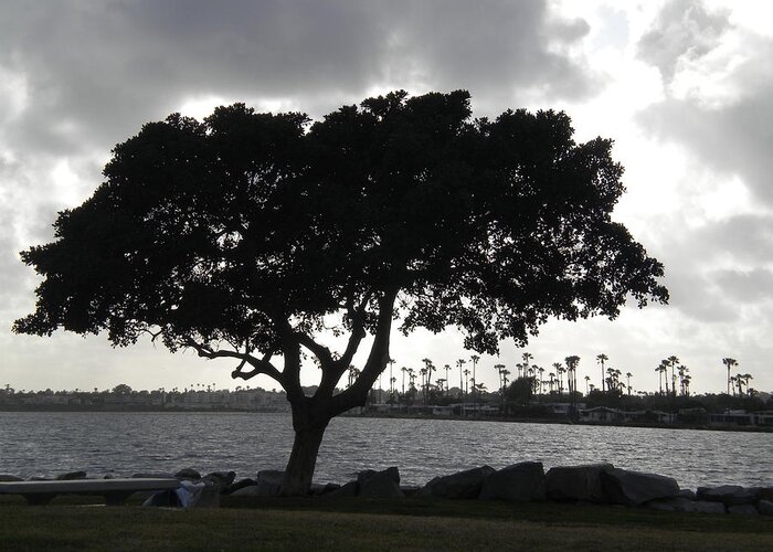 Mission Bay Greeting Card featuring the photograph Silhouette of Tree by Bridgette Gomes