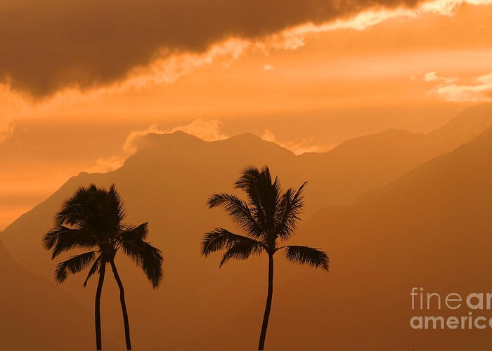 Bright Greeting Card featuring the photograph Silhouetted Palms by Ron Dahlquist - Printscapes