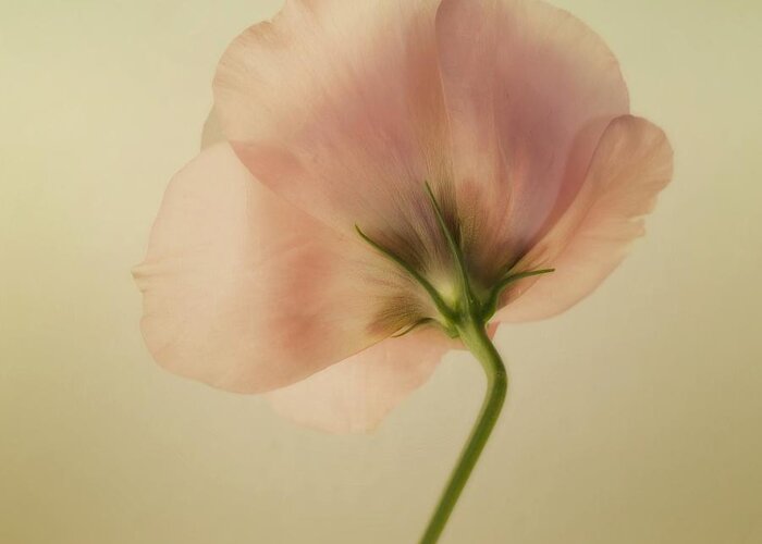 Eustoma Greeting Card featuring the photograph Silk by Priska Wettstein