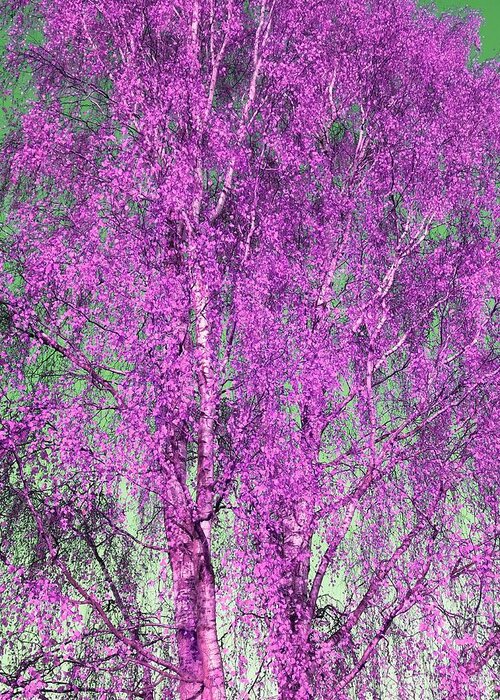 Silverbirch Greeting Card featuring the photograph Silver Birch in Lilac by Rowena Tutty