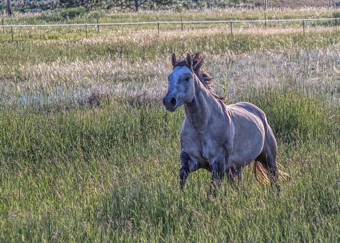 Equine Greeting Card featuring the photograph Silver Dun by Alana Thrower