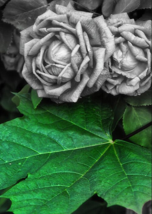 Rose Greeting Card featuring the photograph Silver Rose by Cate Franklyn