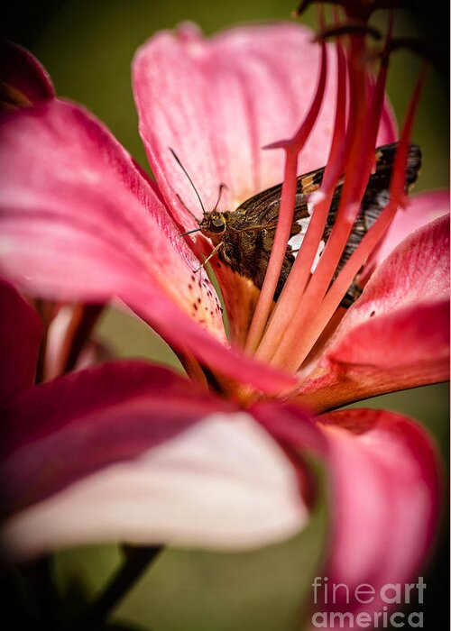 Silver-spotted Skipper Greeting Card featuring the photograph Silver-spotted Skipper on Lily by Thomas R Fletcher