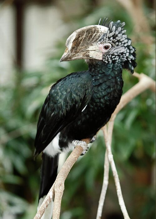 Silvery Cheeked Hornbill Greeting Card featuring the photograph Silvery Cheeked Hornbill by JT Lewis