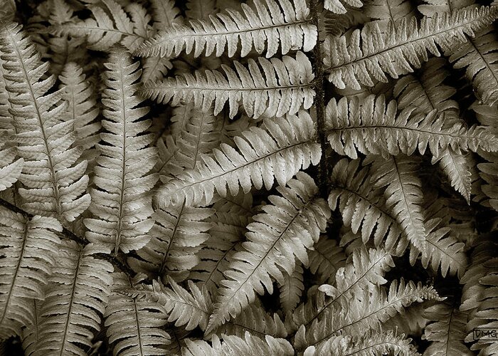 Ferns Greeting Card featuring the photograph Silvery Ferns by David Gordon