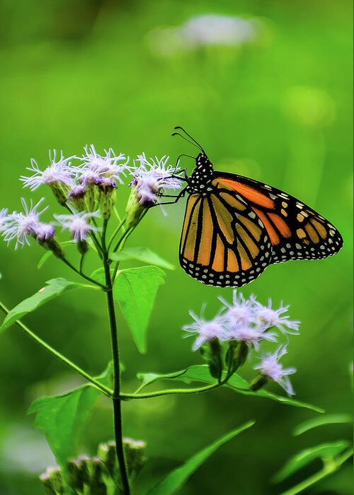 Butterfly Greeting Card featuring the photograph Simple Beauty by Tom Potter