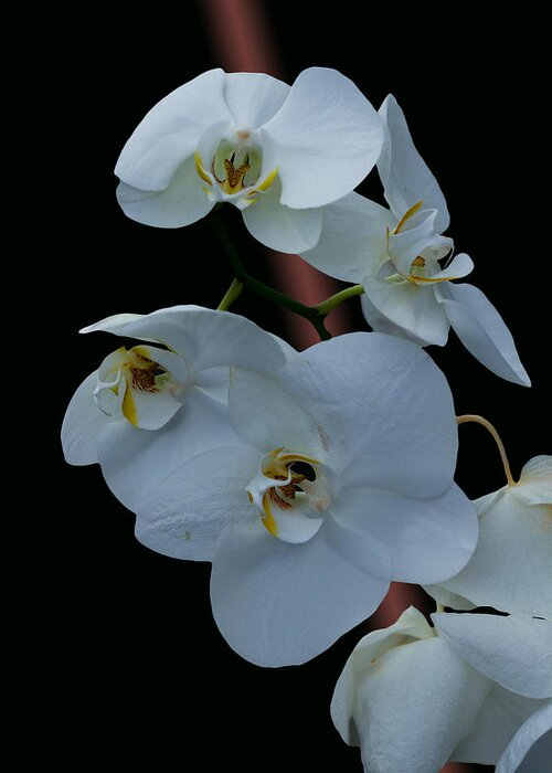 #orchids Greeting Card featuring the photograph Simple Elegance by Ramabhadran Thirupattur