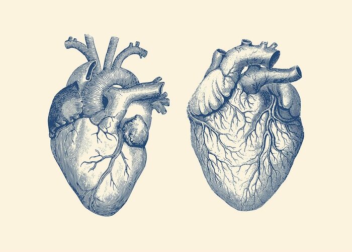 Simple Human Heart Diagram 2 Metal Print by Vintage Anatomy Prints - Fine  Art America