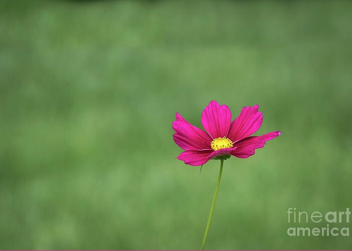 Flower Greeting Card featuring the photograph Simplicity by Andrea Silies