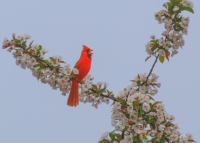 Bird Greeting Card featuring the photograph Singing Cardinal by Sean Mills