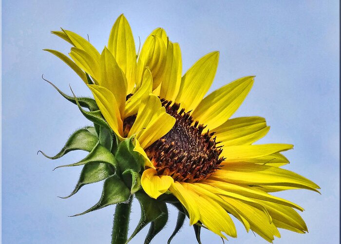 Floral Greeting Card featuring the photograph Single Sunflower by Mikki Cucuzzo