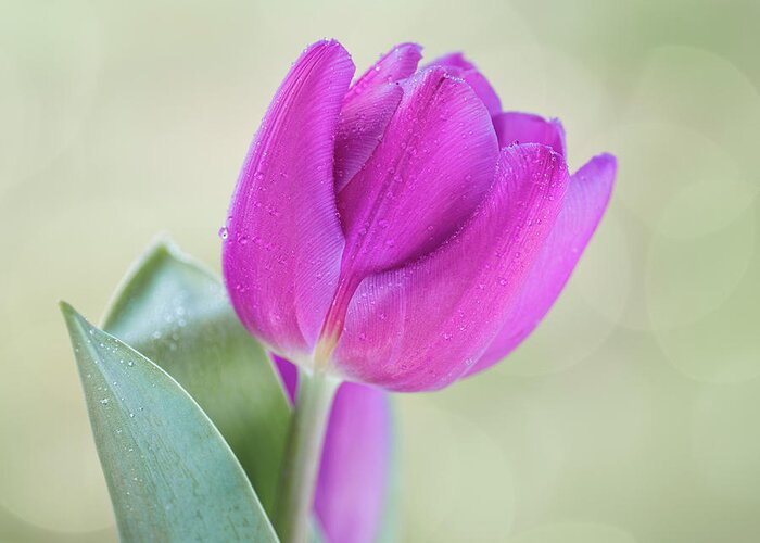 Dew Drop Greeting Card featuring the photograph Single Tulip by Ken Mickel