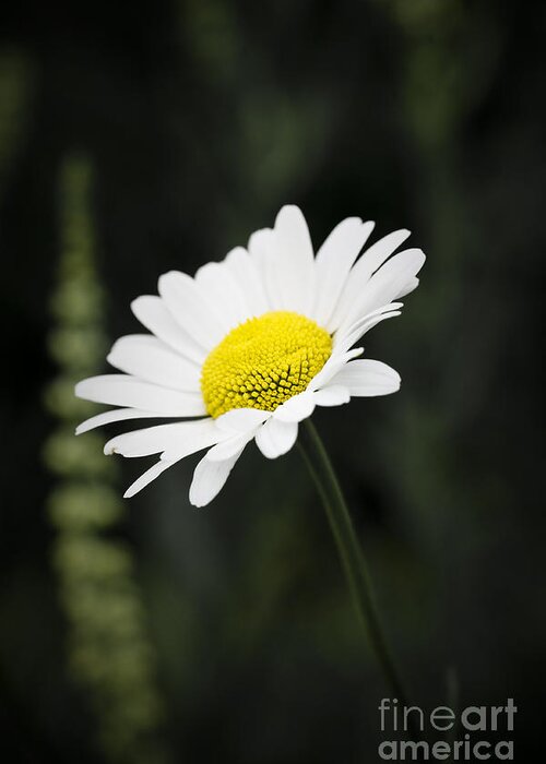 Flower Greeting Card featuring the photograph Single wild daisy by Simon Bratt