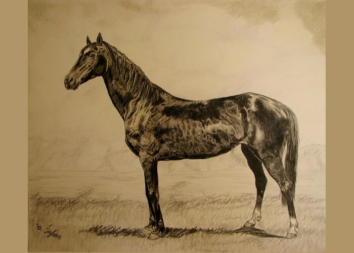 Horse Greeting Card featuring the drawing Sisi by Melita Safran