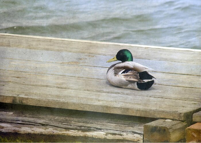 Duck Greeting Card featuring the photograph Sittin' On the Dock by Rebecca Cozart