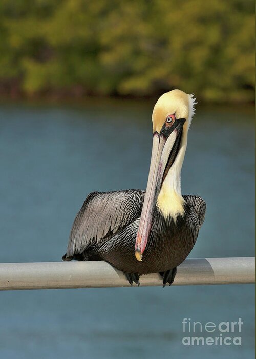 Pelican Greeting Card featuring the photograph Sitting Pretty Pelican by Carol Groenen