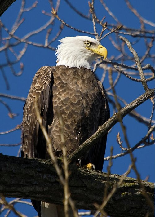 Eagle Greeting Card featuring the photograph Sitting Pretty by Steve Stuller