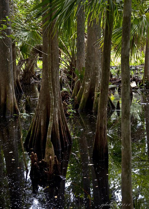 Six Mile Cypress Swamp Greeting Card featuring the photograph Six Mile Cypress Swamp Florida by Joseph G Holland