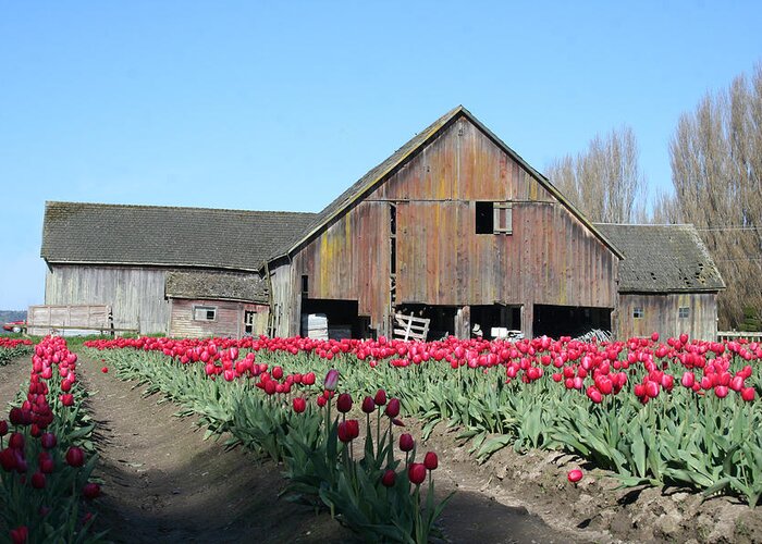Barns Greeting Card featuring the photograph Skagit Barn BA5007 by Mary Gaines