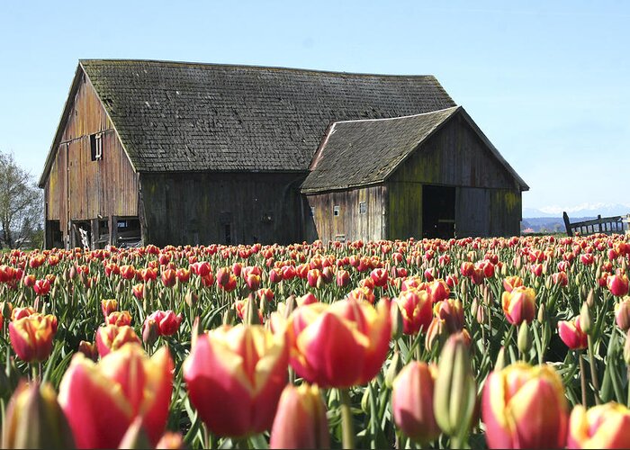 Barns Greeting Card featuring the photograph Skagit Barn SB5004 by Mary Gaines