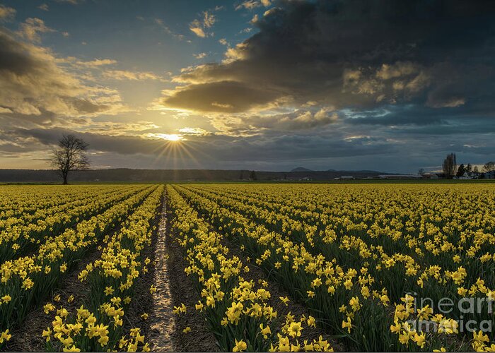 Daffodils Greeting Card featuring the photograph Skagit Daffodils Golden Sunstar Evening by Mike Reid