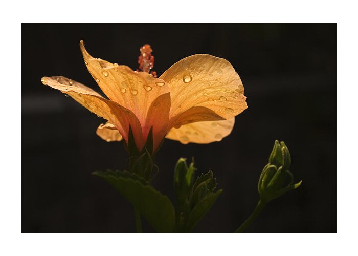 Grace Greeting Card featuring the photograph SKC 9937 Grace of Hibiscus by Sunil Kapadia