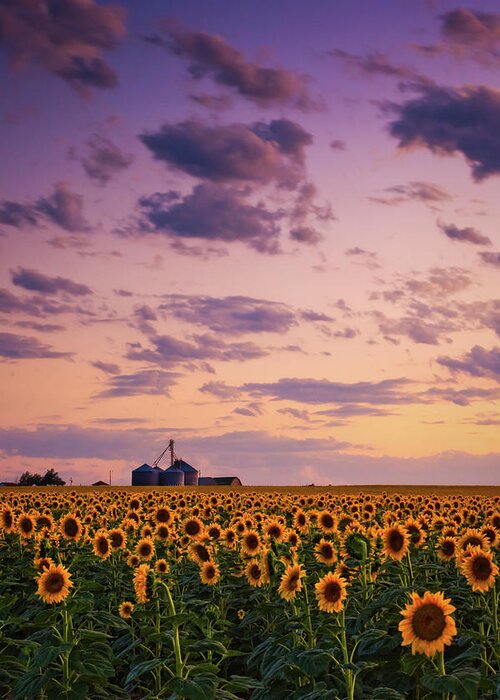 Colorado Greeting Card featuring the photograph Skies Above The Sunflower Farm by John De Bord
