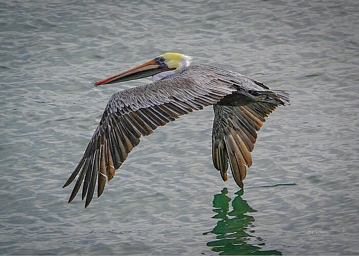 Pelican Greeting Card featuring the photograph Skimmin by Bill Posner