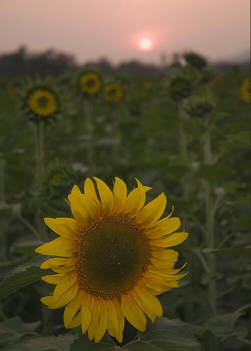 Sun Greeting Card featuring the photograph SKN 2181 Sunflower and Sunset by Sunil Kapadia