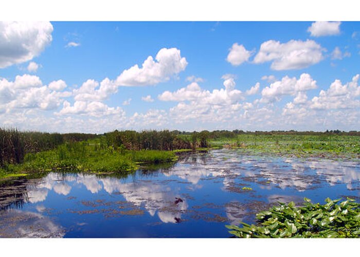 Art Greeting Card featuring the photograph Skyscape Reflections Blue Cypress Marsh Florida Collage 1 by Ricardos Creations