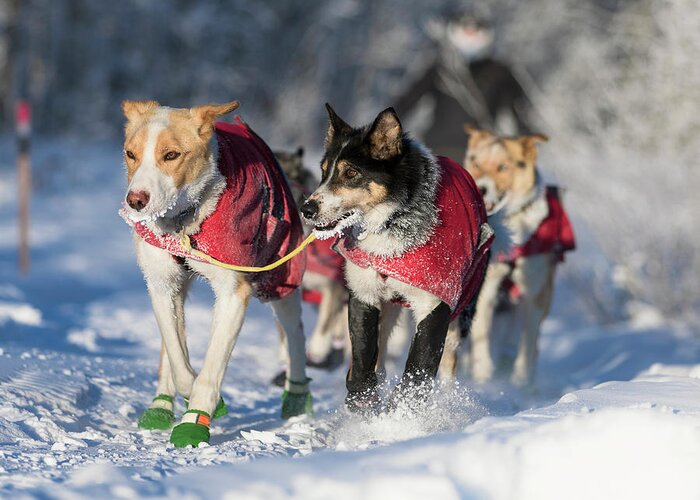 Alaska Greeting Card featuring the photograph Sled Dog Team by Scott Slone