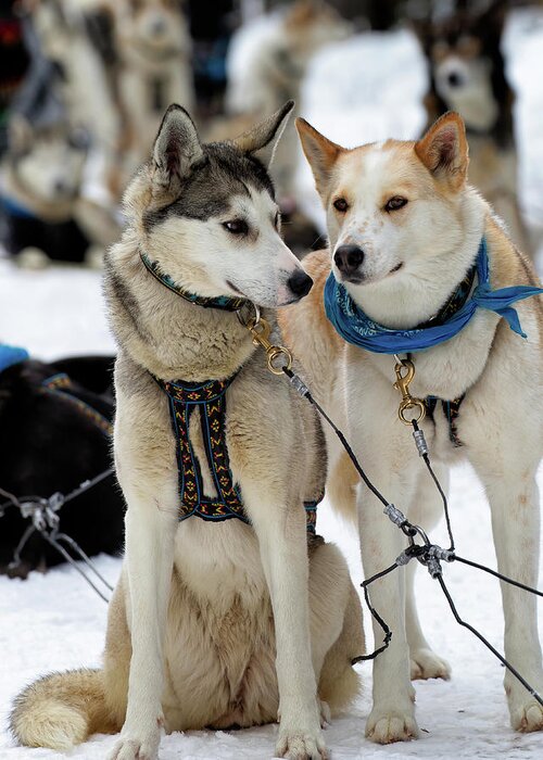 Dog Greeting Card featuring the photograph Sled Dogs by David Buhler