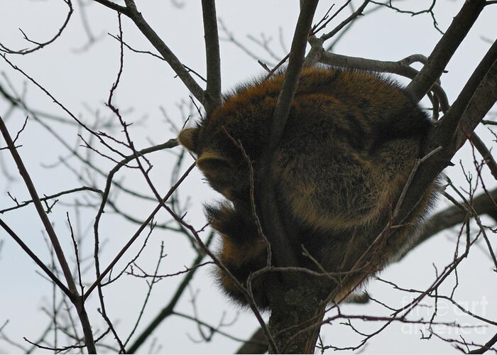 Randolph County Greeting Card featuring the photograph Sleeping Coon by Randy Bodkins