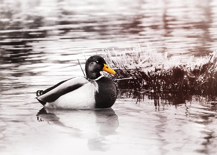 Duck Greeting Card featuring the photograph Sleeping Duck by Jaroslav Buna