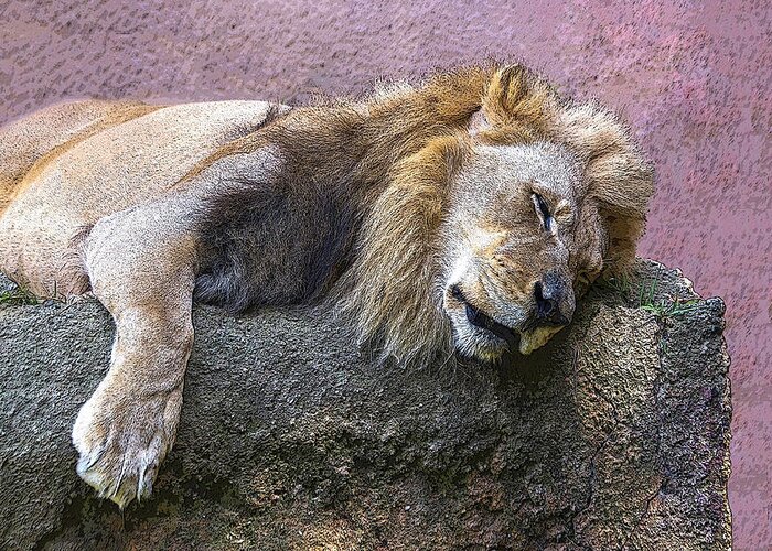Lion Greeting Card featuring the photograph Sleeping Lion by Roslyn Wilkins