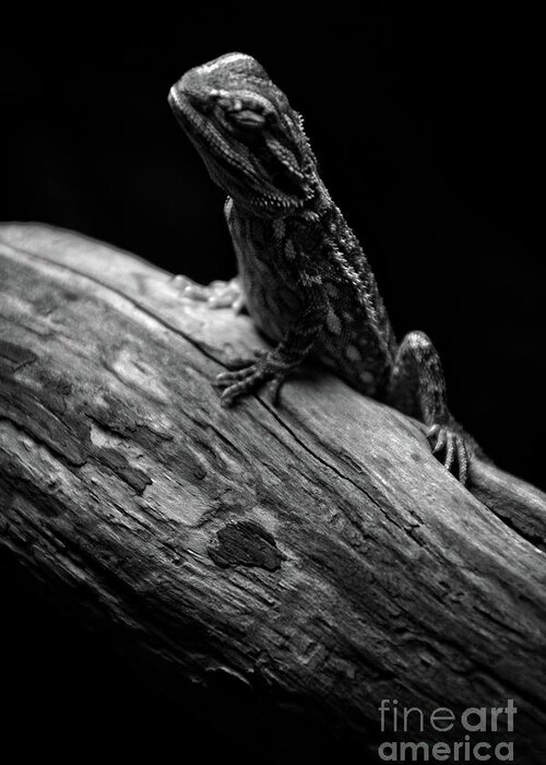 Royal Greeting Card featuring the photograph Sleeping Lizard by FineArtRoyal Joshua Mimbs