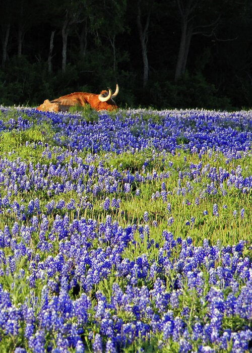 Cow Greeting Card featuring the photograph Sleeping Longhorn in Bluebonnet Field by Ted Keller