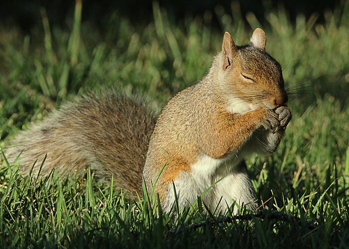 Squirrel Greeting Card featuring the photograph Sleepy by David Stasiak