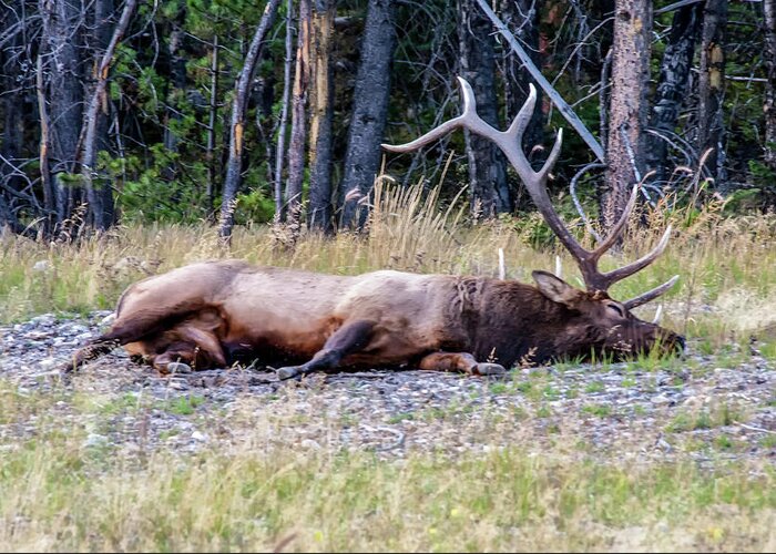 Jasper National Park Greeting Card featuring the photograph Sleepy Elk 2009 03 by Jim Dollar