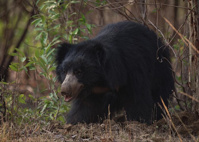 India Greeting Card featuring the photograph Sloth bear looking out from under bushes by Ndp 