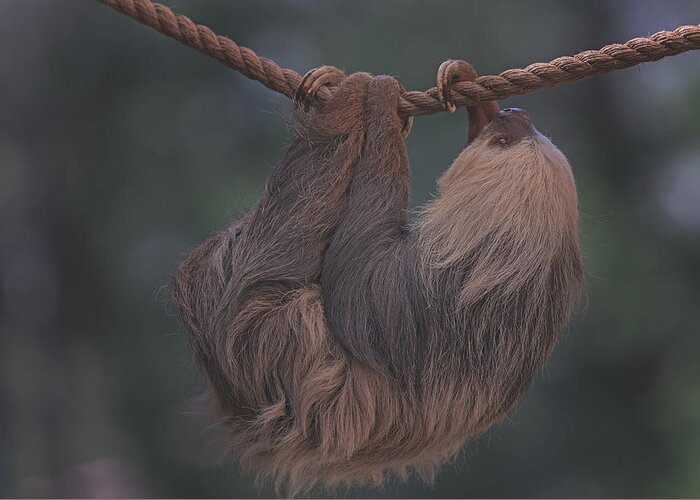 Animal Greeting Card featuring the photograph Sloth by Brian Cross