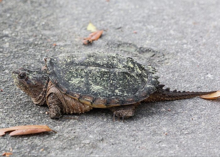 Turtle Greeting Card featuring the photograph Slow Crossing 3 March 2018 by D K Wall