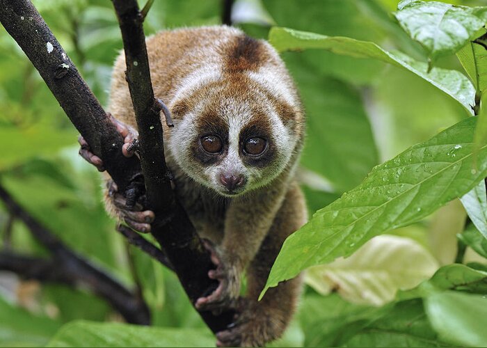 Mp Greeting Card featuring the photograph Slow Loris Nycticebus Coucang, Northern by Thomas Marent
