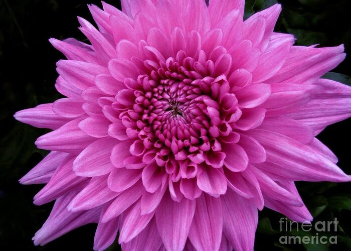 Chrysanthemum Greeting Card featuring the photograph Small Pink Chrysanthemum by Joan-Violet Stretch