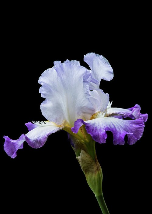 Iris Greeting Card featuring the photograph Small Purple and White Iris by M