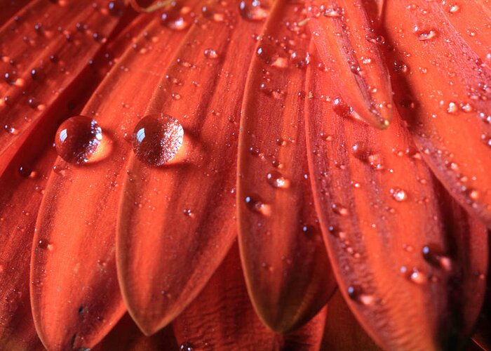 Gerbera Daisy Greeting Card featuring the photograph Small Water Drops by Angela Murdock